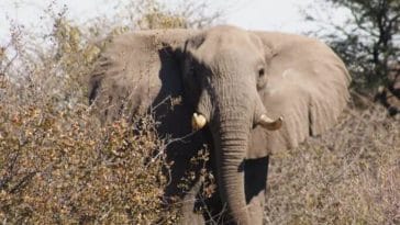Elephant in Kgalagadi Park- Kalahari desert