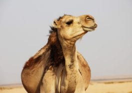 Life is Africa desert: you can't do without dromadrly camel