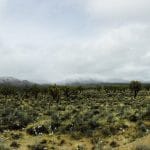 Photo: Mojave desert ,the gardening in this area may differ of Sonoran desert