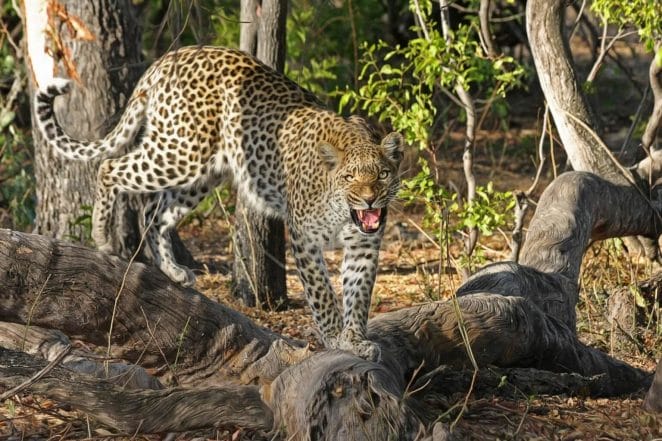 Luxury vacation:Wild cat in wildlife ,Botswana