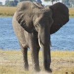 Elephants in Liwonde National Park Malawi