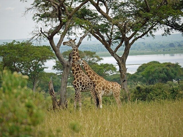 Murchison-Falls-National-park-giraffes