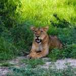 Murchison-Falls-National-park-lions