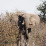 Elephant in Kgalagadi Park- Kalahari desert