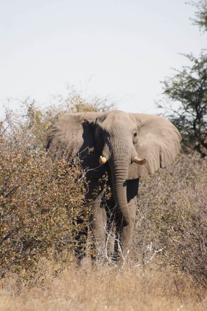 Elephant in Kgalagadi Park- Kalahari desert