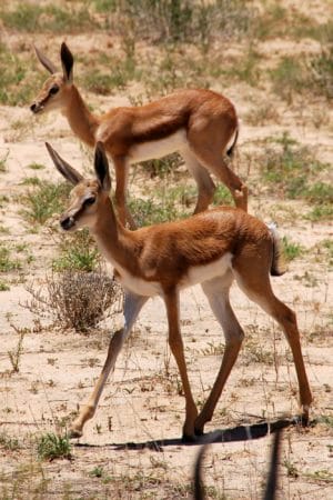 Kalahari Desert The Immensity Of Land And Its Mysthic Landscapes   Kgalagadi Springbok  300x450 