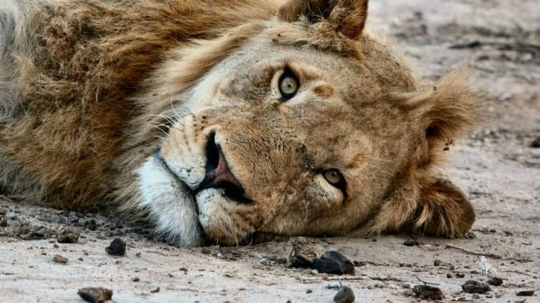 poisoned lions in Namibia