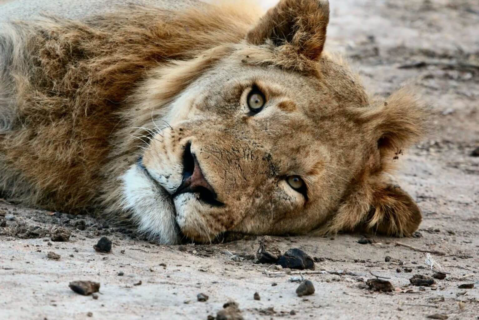 poisoned lions in Namibia
