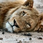 poisoned lions in Namibia
