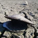 Earth desertification