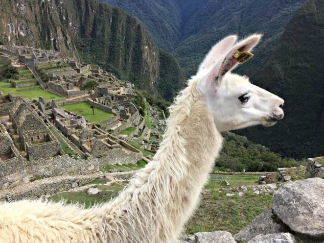 Machu Picchu and its beautiful alpacas.