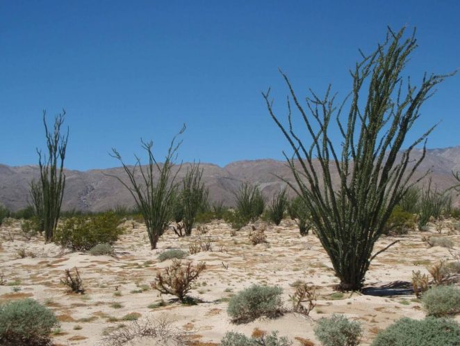 Anza-Borrego Park: The Wildflowers start appearing by January