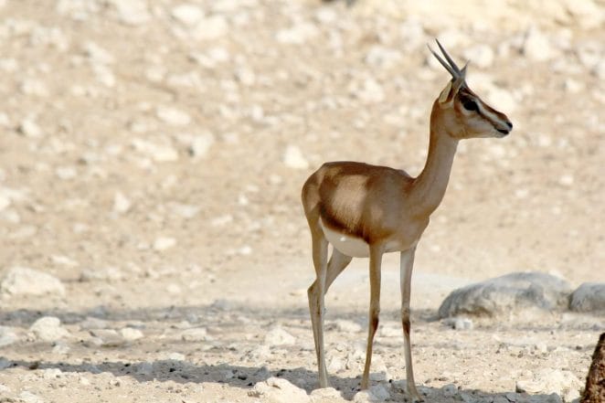 Desert Mammals :Arbian Oryx in Sahara 