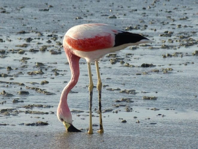 The Flamingoes -Atacama,chile desert
