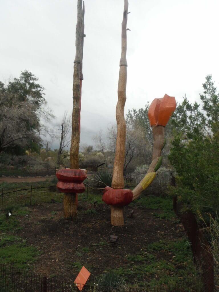 Desert botanic garden Phoenix: Cactus garden