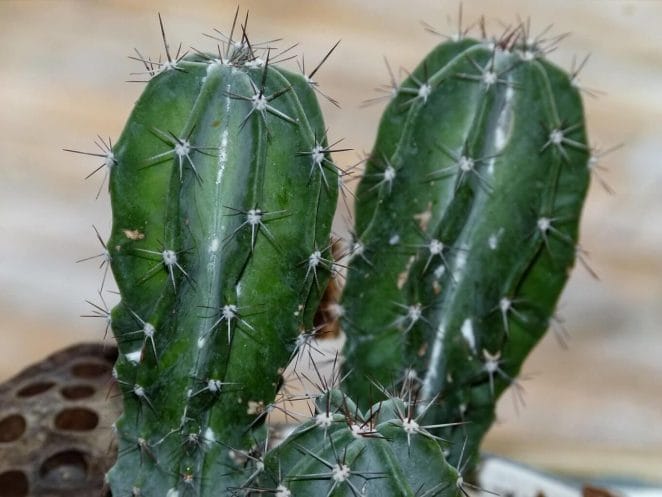 Desert botanic garden Phoenix - Cactus
