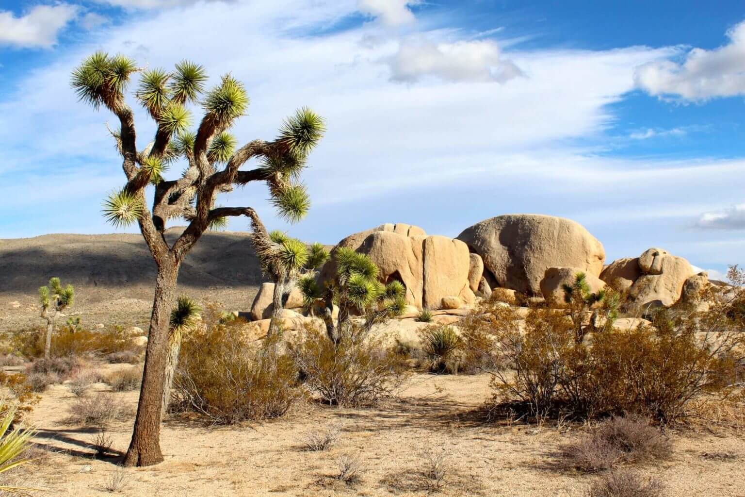 Joshua Tree National Park where you can admire the Wildflowers
