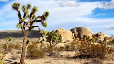Joshua Tree National Park where you can admire the Wildflowers