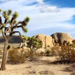 Joshua Tree National Park where you can admire the Wildflowers