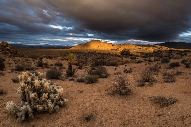 Joshua Tree National Park: The wildflower season usually kicks off in late February