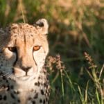 The Cheatah - Kalahari desert