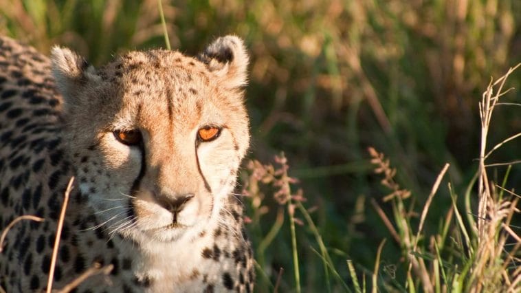 The Cheatah - Kalahari desert