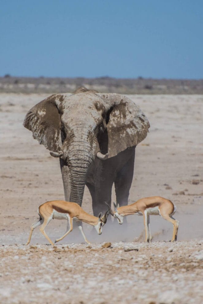 Namibia's elephant in desert