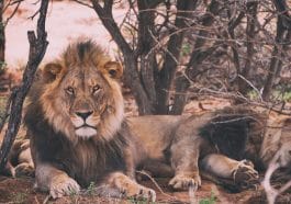 Namibia's lions in desert