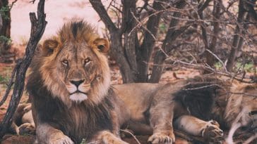 Namibia's lions in desert