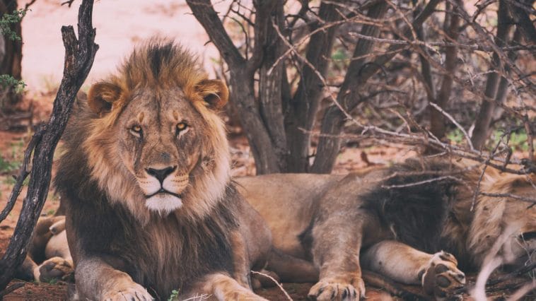 Namibia's lions in desert
