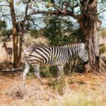 Packing your camera to grave african memories