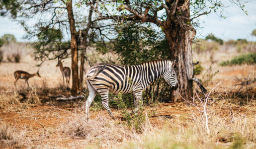 Packing your camera to grave african memories