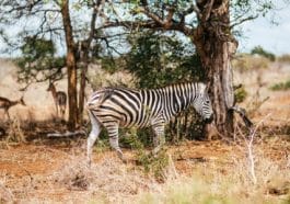 Packing your camera to grave african memories
