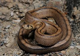 A Ladder snake of desert