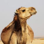 Life is Africa desert: you can't do without dromadrly camel