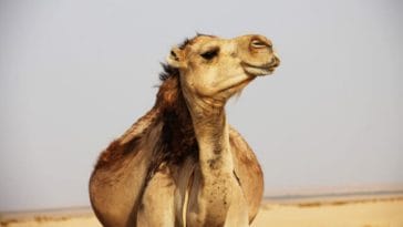Life is Africa desert: you can't do without dromadrly camel