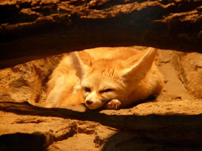 Fennec of Sahara