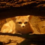Mammals desert: Fennec of Algerian Sahara