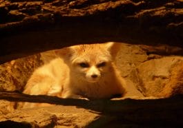 Mammals desert: Fennec of Algerian Sahara
