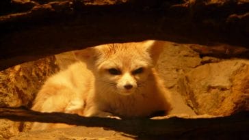 Mammals desert: Fennec of Algerian Sahara