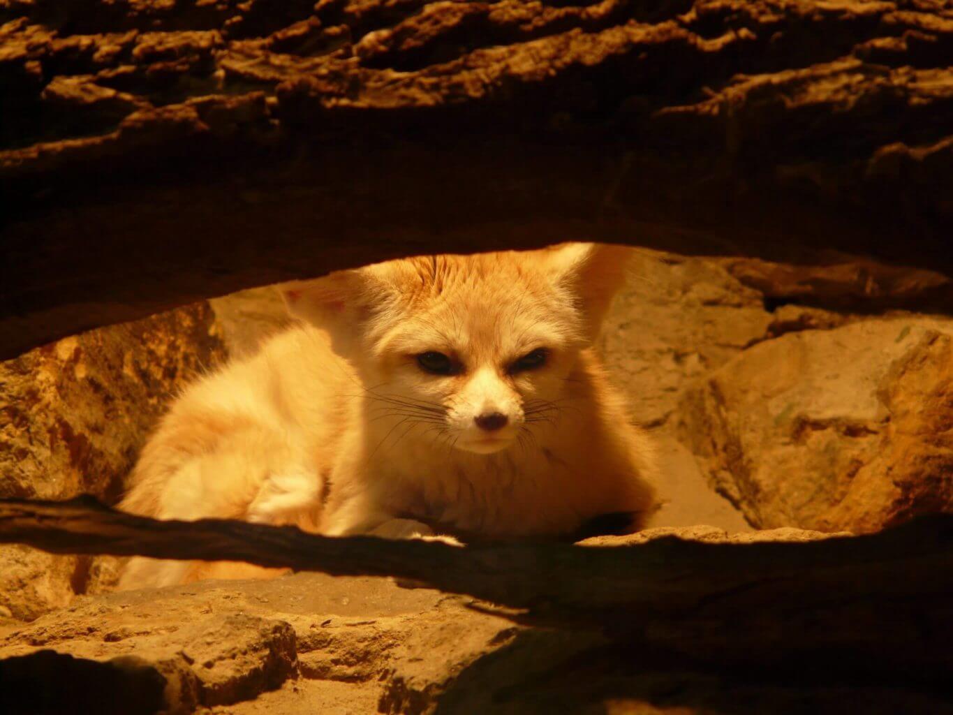 Mammals desert: Fennec of Algerian Sahara