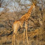 Akagera landscapes,Rwanda