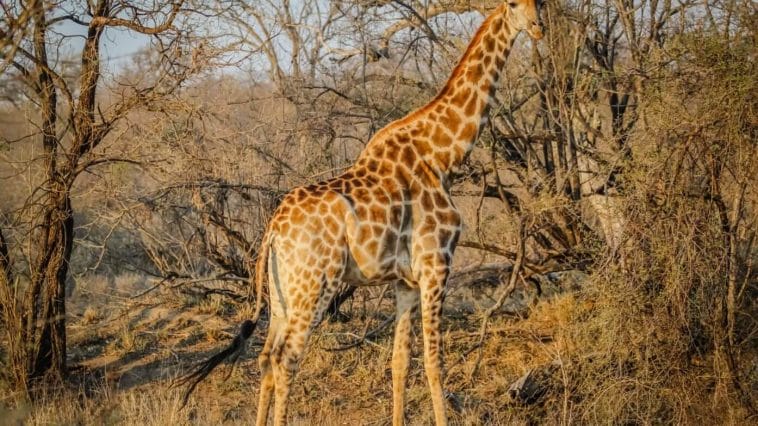 Akagera landscapes,Rwanda