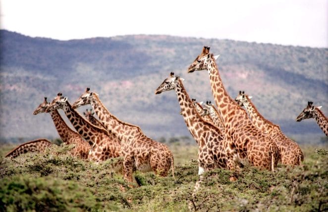 Photo: Girrafes -Akagera,Rwanda