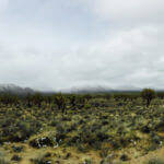 Photo: Mojave desert ,the gardening in this area may differ of Sonoran desert