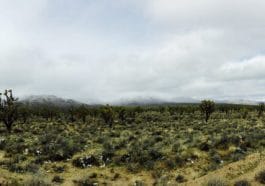 Photo: Mojave desert ,the gardening in this area may differ of Sonoran desert