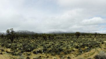Photo: Mojave desert ,the gardening in this area may differ of Sonoran desert