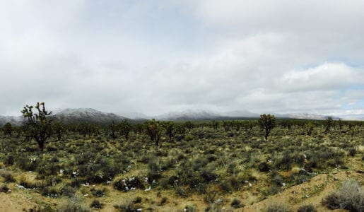 Photo: Mojave desert ,the gardening in this area may differ of Sonoran desert
