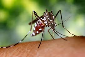 The Mosquito responsible of Malaria