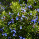 Desert herbs: Rosemary tree or Laurus nobilis